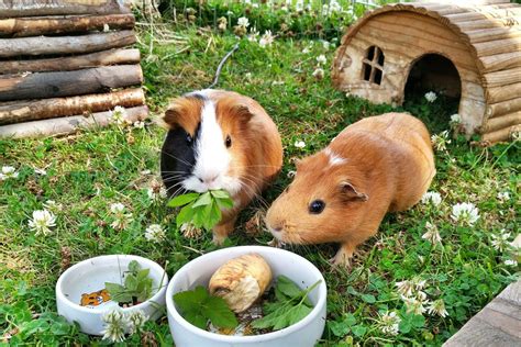 Guinea pigs should acquire vitamin c from food as they're unable to synthesize their own. What Can Guinea Pigs Eat and Not Eat? : Mypetience