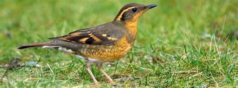 Varied Thrush Haunting Voice Of Ancient Forests