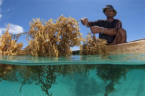 Seaweed Farming In Indonesia Photograph By Science Photo Library