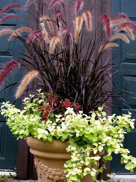 Purple Fountain Grass In Containers I Did This 2 Summers Ago I Think