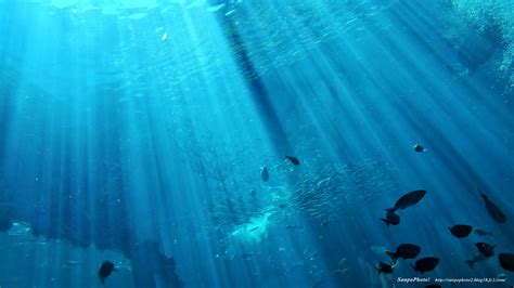 美しい下田海中水族館のアクアリウム さんぽふぉと！ Sanpophoto （無料壁紙）