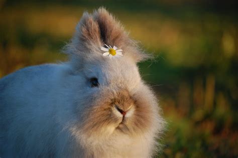 1000 Best Bunny Photos · 100 Free Download · Pexels Stock Photos