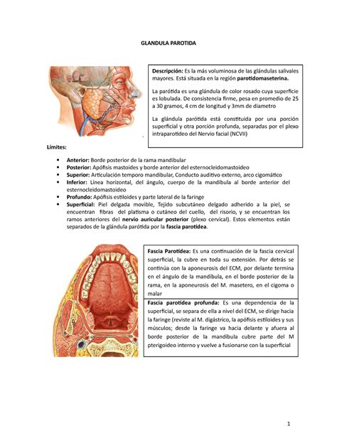 Glandula Parotida Glandula Parotida Es La Voluminosa De Las Salivales