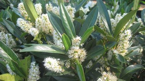 Wait until all blossoms on the plant have faded to make your first cut. Otto Luyken Cherry Laurel Prunus laurocerasus Otto Luyken ...