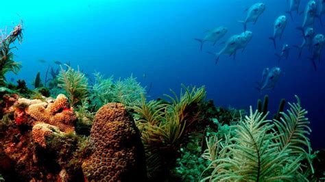 Coral Collapse Reef Ecosystems May Erode By 94 In Next Three Decades