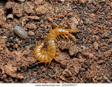 Yellow Giant Centipedes Scolopendra Oraniensis Stock Photo 2210340577