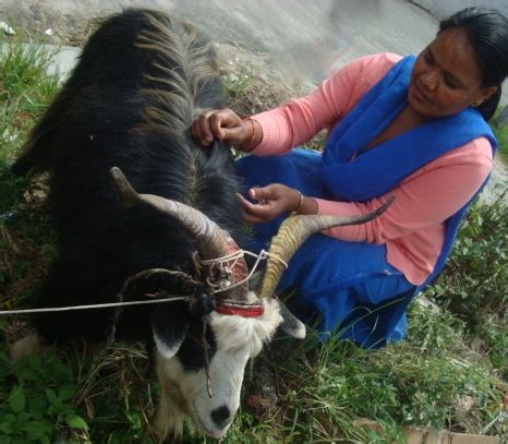 A second woman who stepped out of the car to help fend off the the injured woman was taken to hospital and the park was shut down while an investigation into the incident was launched. Chinese Woman Killing A Goat / Goat Vaccination Alabama ...