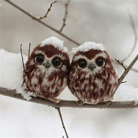 Follow Planetfervor For More Baby Owls Photography By Irina