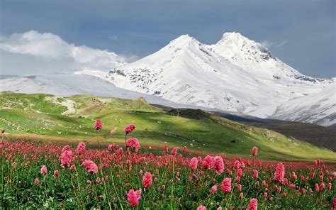 Mountain Flowers Field Landscape Wallpapers Hd Desktop And Mobile