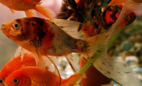 Koi Vs Goldfish Why Are They So Similar — Koi Story