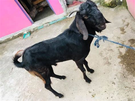 Black Bengal Goat Meat At Rs 2000piece In Barasat Id 22643013733