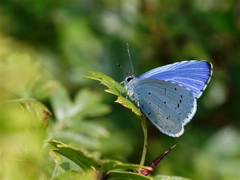 Uk Butterflies Holly Blue Celastrina Argiolus