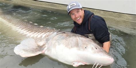 Largest Freshwater Fish In The World Vancouver Sturgeon Fishing