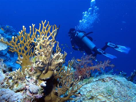 Diver And Corals At Habili Ali St Johns Reefs Red Sea Egypt Scuba