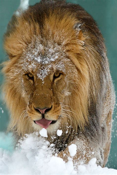 Lion In Snow Wonderous World Snowjumping By Jutta Kirchner