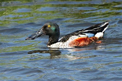 10 Types Of Ducks In Virginia With Pictures Optics Mag