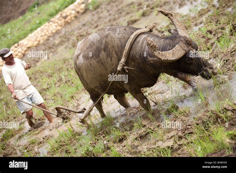 Filipino Farmer And Carabao Harrowing Rice Field Stock Photo Alamy