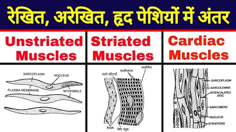 Differences Between Unstriated Striated And Cardiac Muscles Striated