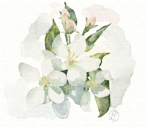 Watercolor Blossoms Artrage 6 Digital Software Watercolor Flowers