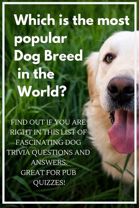 Which Is The Most Popular Dog Breed In The World Find Out In This List