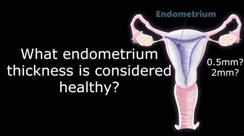 What Is A Healthy Endometrium Thickness The Menstrual Cycle Antai
