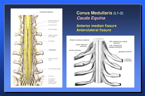 Ppt Anatomy Of The Spinal Cord Structure Of The Spinal Cord Tracts Of