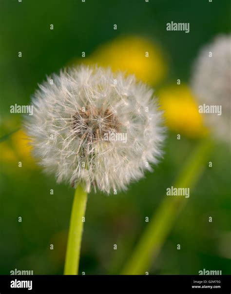 Close Up Of Dandelion Stock Photo Alamy