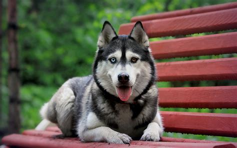 Greatbigcanvas.com has been visited by 100k+ users in the past month Cute Big Dog Seating on Bench HD Animal Wallpaper | HD ...