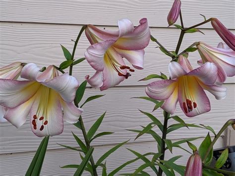 Photo Of The Entire Plant Of Lily Lilium Beijing Moon Posted By Joy