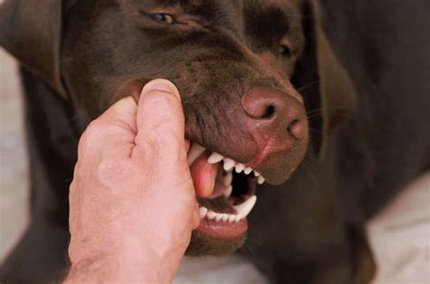 ¿por Qué Mi Perro Me Muerde Las Manos Cuando Lo Acaricio