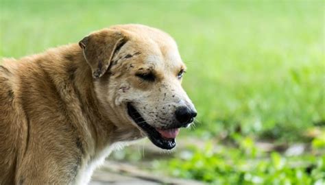What Is Systemic Lupus Erythematous In Dogs