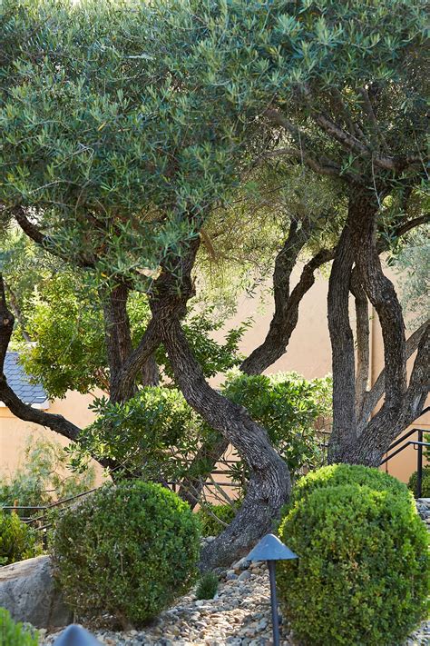 Xeriscape Landscaping With Olive Trees Del Colaborador De Stocksy