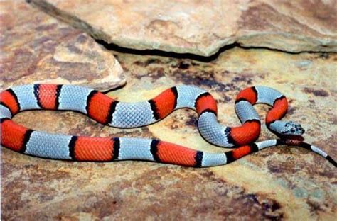 Gray Banded Kingsnake Care Sheet Reptiles Cove