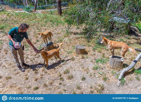 Adelaide Australia January 6 2020 A Volunteer Is Feeding A Dingo At