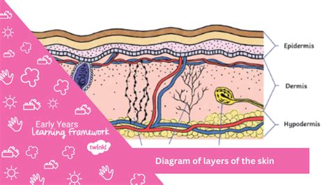 Diagram Of Layers Of The Skin Twinkl Blog Twinkl