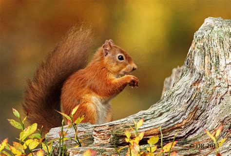 Nature Photography By Dave Roach Iv Red Squirrel Sciurus Vulgaris