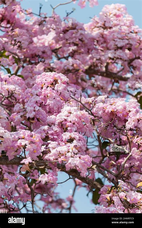 Tacoma Blooming In Malaysia Resembling Sakura Flower Stock Photo Alamy