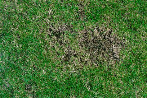 How To Repair Bare Patches In Lawns The English Garden