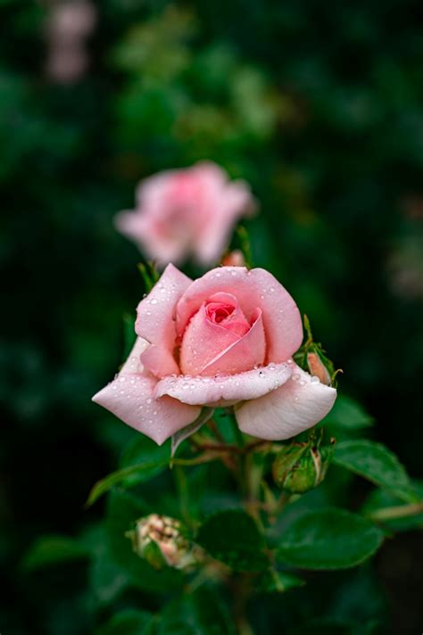 Pink Rose In Bloom During Daytime Photo Free Rose Image On Unsplash