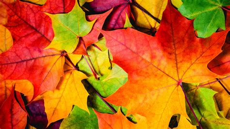 Wallpaper Leaves 5k 4k Wallpaper 8k Colorful Autumn Nature 12399
