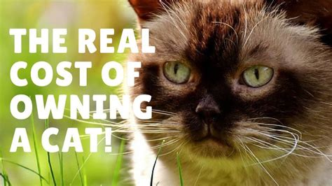 Savannah cats cost a pretty penny. How Much Does Owning A Cat Cost? A Breakdown Of Costs.