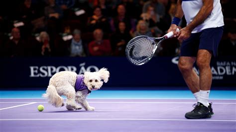 Fetch Boy Dogs Become Ball Boys At Uks Champion Tennis Competition