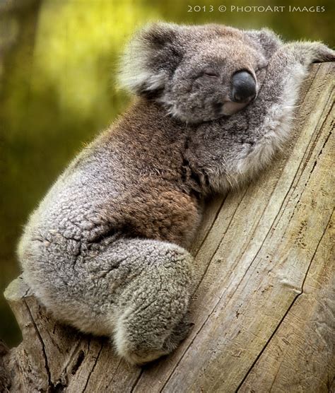 Sleeping Koala The Koala Is A Small Bear Like Tree Dwelli Flickr
