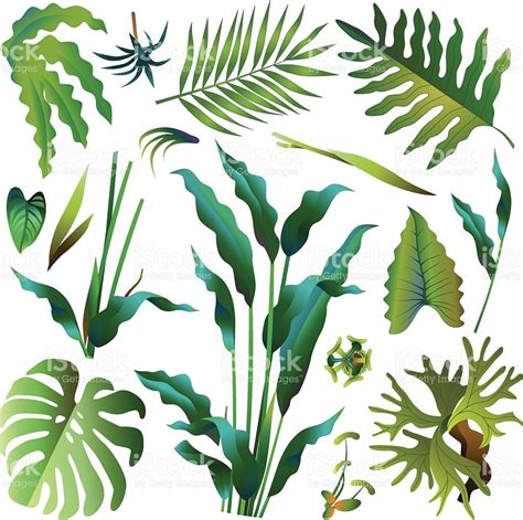 Pin by Rebecca Campbell on Course projects | Rainforest plants, Plant