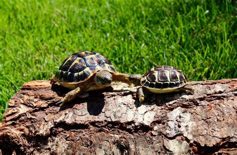 Western Hermann's Tortoise for sale baby hermanns tortoise hatchling buy