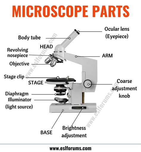 Parts Of A Microscope Useful List Of Microscope Parts With Esl Picture