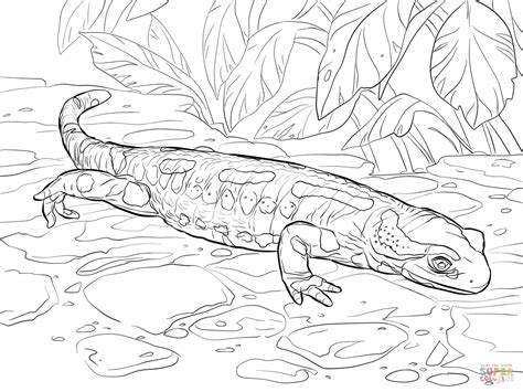 Fire Salamander Coloring Page Free Printable Coloring Pages The Best