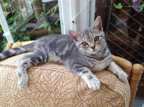 Pix For Silver British Shorthair Kittens Silver Tabby Kitten