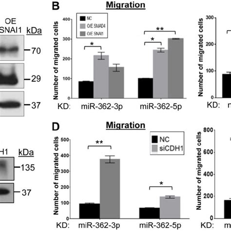 mir 362 promotes cell migration and invasion in vitro a download scientific diagram