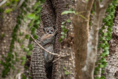 Sportive Lemur In Thorn Trees Sean Crane Photography